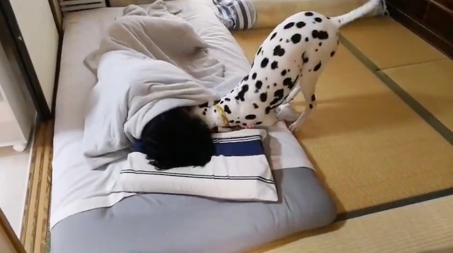 絶対起こしたい犬 Vs 絶対寝たい人間 ダイナミックな闘いに 目覚まし時計いらないね 爆笑と羨望の声 まいどなニュース