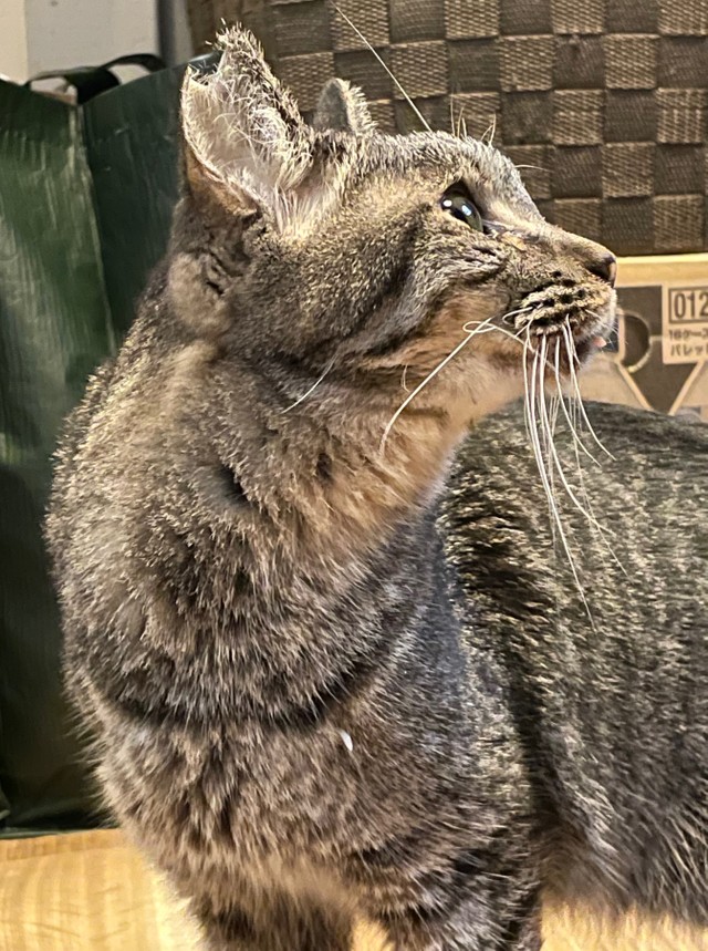難病を宣告された猫、腎不全末期u2026「これ以上苦しめられない」延命治療
