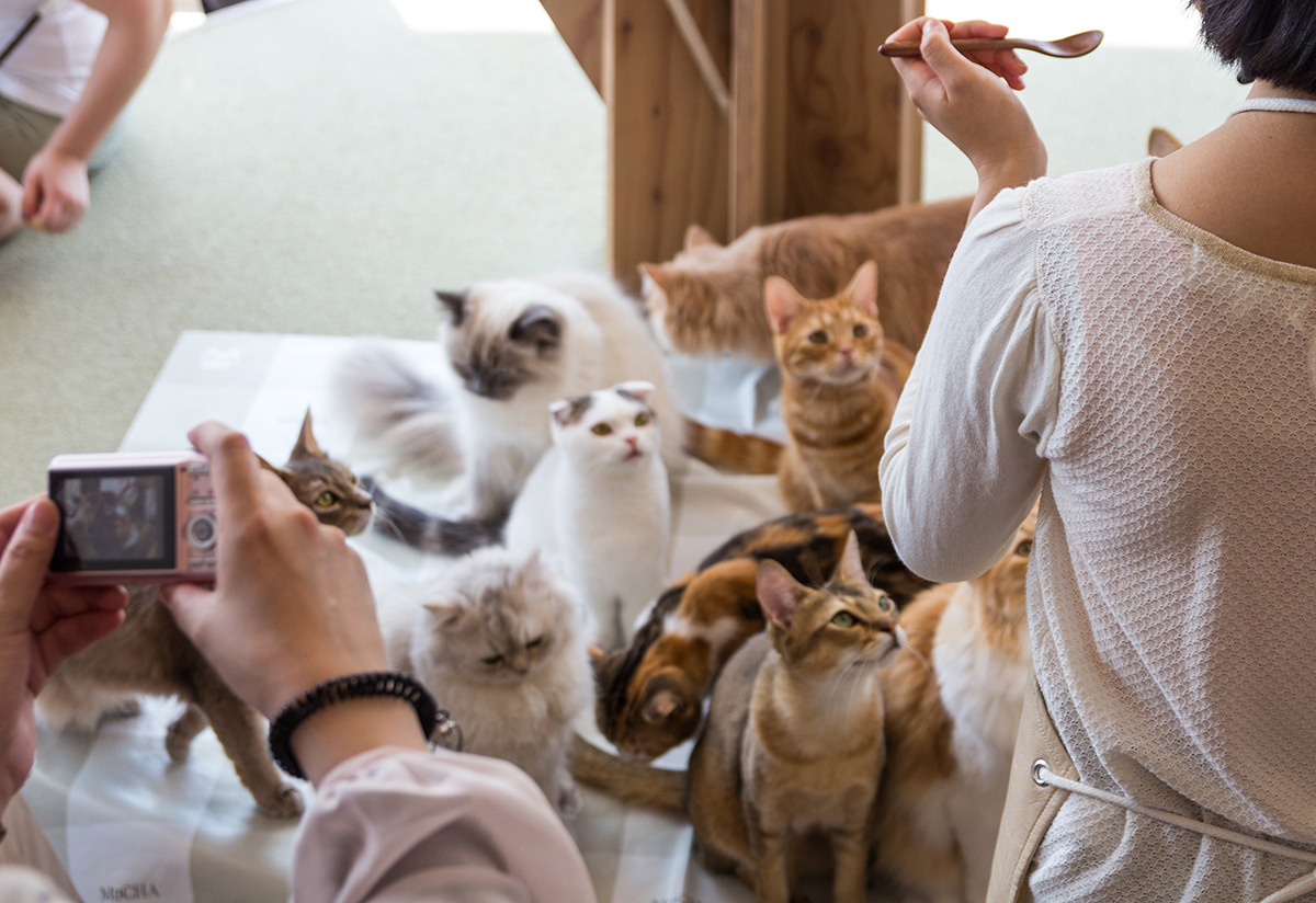 猫ちゃんの耐用年数は８年 みーんな大好き猫カフェ 会計面から見ると 器具 備品 に まいどなニュース