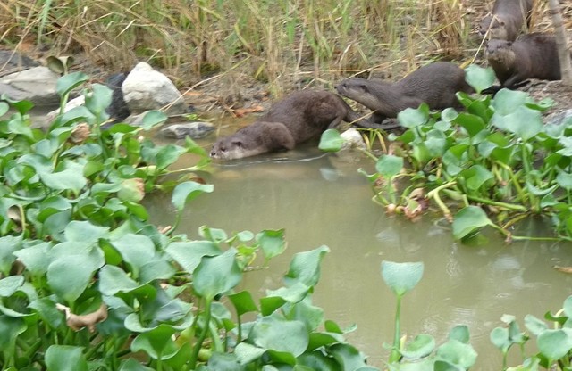 神戸どうぶつ王国に「コツメカワウソ生息地」誕生！！ “野生の姿”を通して環境問題に関心を 広さ国内最大級で「探す楽しみ」も｜まいどなニュース