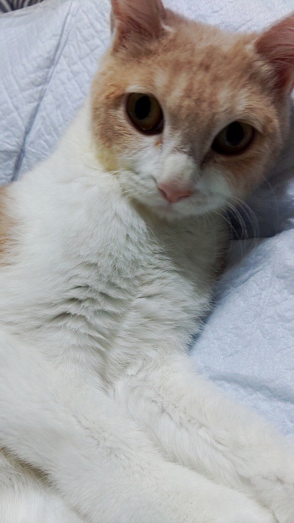 今年も年越しできそうですね」獣医師の言葉励みに 難病ガングリオシド 