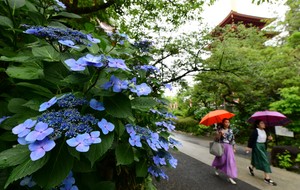 梅雨 朝日新聞中文网