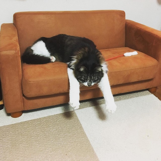 寂しがり屋の先住猫 迎えた2匹目に般若の顔で敵意むき出し でもある日を境にすっかり仲良し まいどなニュース 寂しがり屋の先住猫 迎えた2匹目に般若の顔で敵意むき出し でもある日を境にすっかり仲良し まいどなニュース