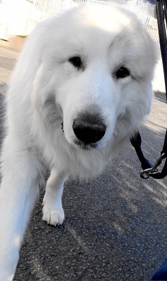 リアル ボンド Spy Family で人気の犬 ピレニーズ 安易に飼うのはダメ 飼い主が伝えたいこと まいどなニュース リアル ボンド Spy Family で人気の犬 ピレニーズ 安易に飼うのはダメ 飼い主が伝えたいこと まいどなニュース