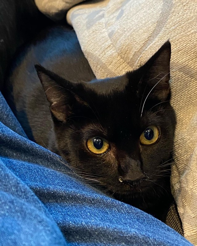 日中は人を寄せ付けないが 夜になると甘えん坊 保護猫カフェから迎えた超ツンデレ猫 家族みんなの癒しに まいどなニュース 日中は人を寄せ付けないが 夜になると甘えん坊 保護猫カフェから迎えた超ツンデレ猫 家族みんなの癒しに まいどなニュース