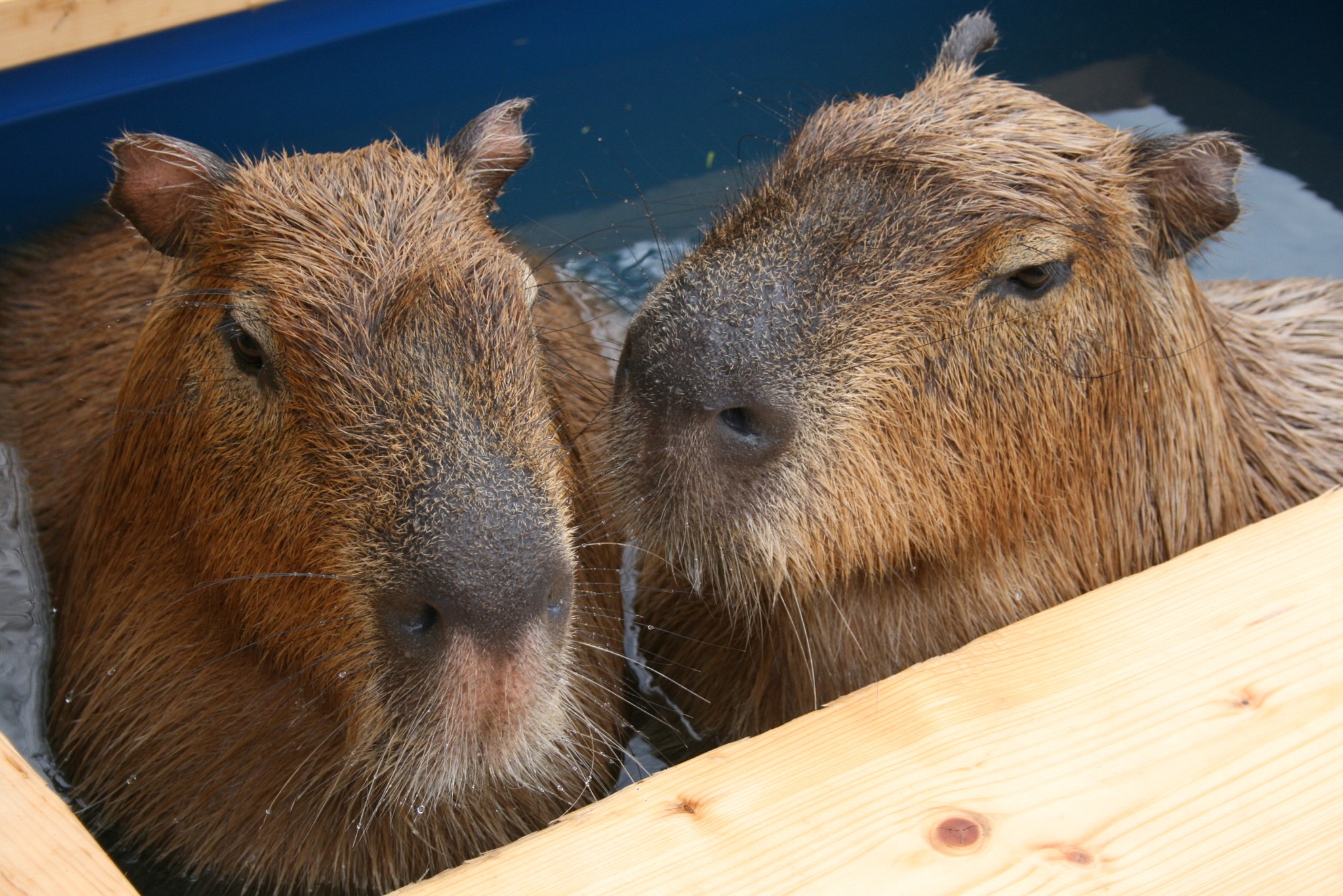 日本の冬はつらいよ アマゾン育ちのカピバラは温泉でスキンケアをしていた まいどなニュース