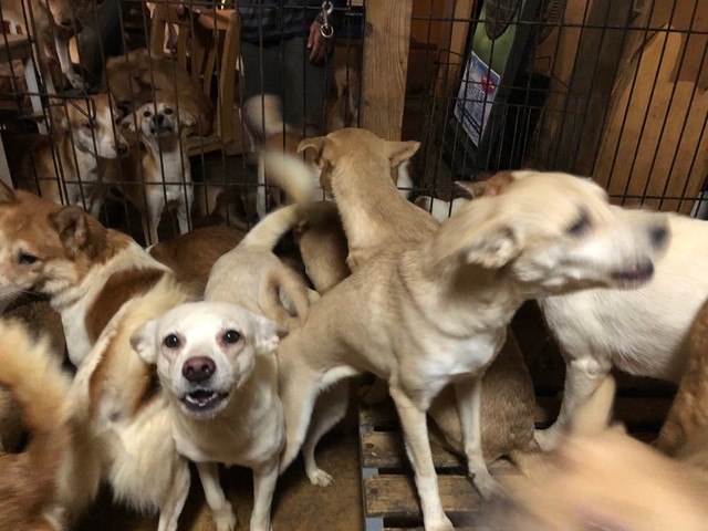 8畳2間に犬164頭と人間が暮らす最大級の多頭飼育崩壊 1頭の捨て犬を飼い始めたのがきっかけ まいどなニュース 8畳2間に犬164頭と人間が暮らす最大級の多頭飼育崩壊 1頭の捨て犬を飼い始めたのがきっかけ まいどなニュース