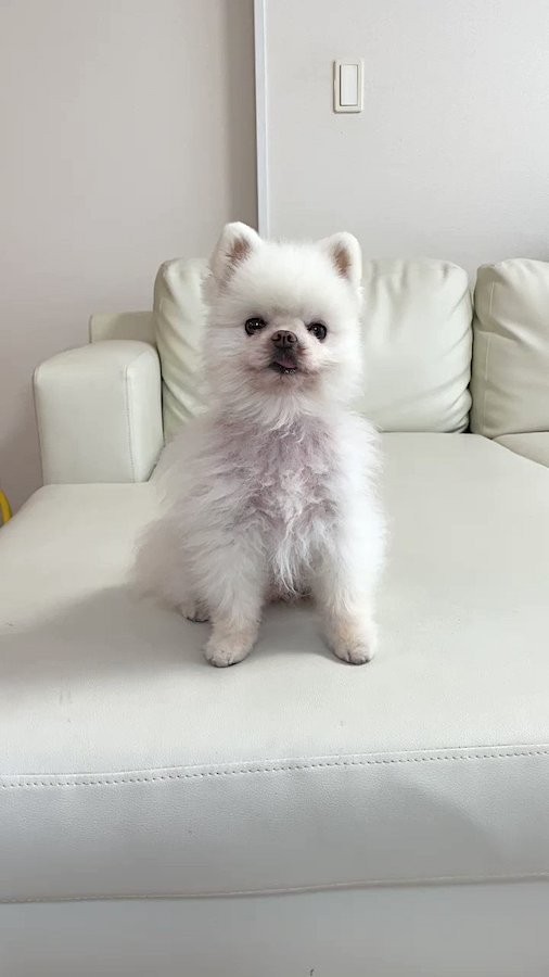 配達員さんナイス 置き配完了の写真に 番犬 も任務完了の姿が さては犬好きさんかな と絶賛の声 Amazon公式もコメント まいどなニュース