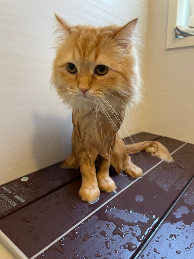 Ur6wwkmedkk1cm Ur6wwkmedkk1cm