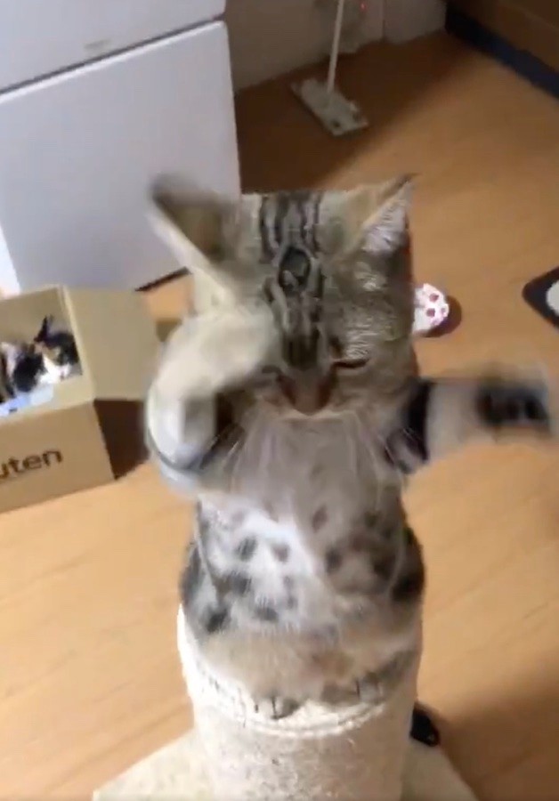 ちゅーるくれよぉー おやつ欲しさに覚えた猫の おねだりダンス 賢い猫さんの見事な作戦に感服 まいどなニュース