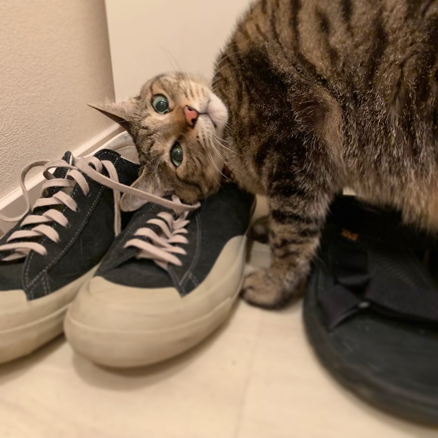 異父兄弟の子猫２匹を譲り受けu2026辛い別れの後、残った１匹は赤ちゃん 