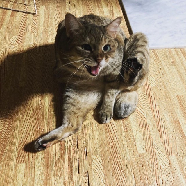 キャリーの中で可愛い猫ちゃんが激おこ なぜ ハカッタニャー よくも騙したなあああ まいどなニュース