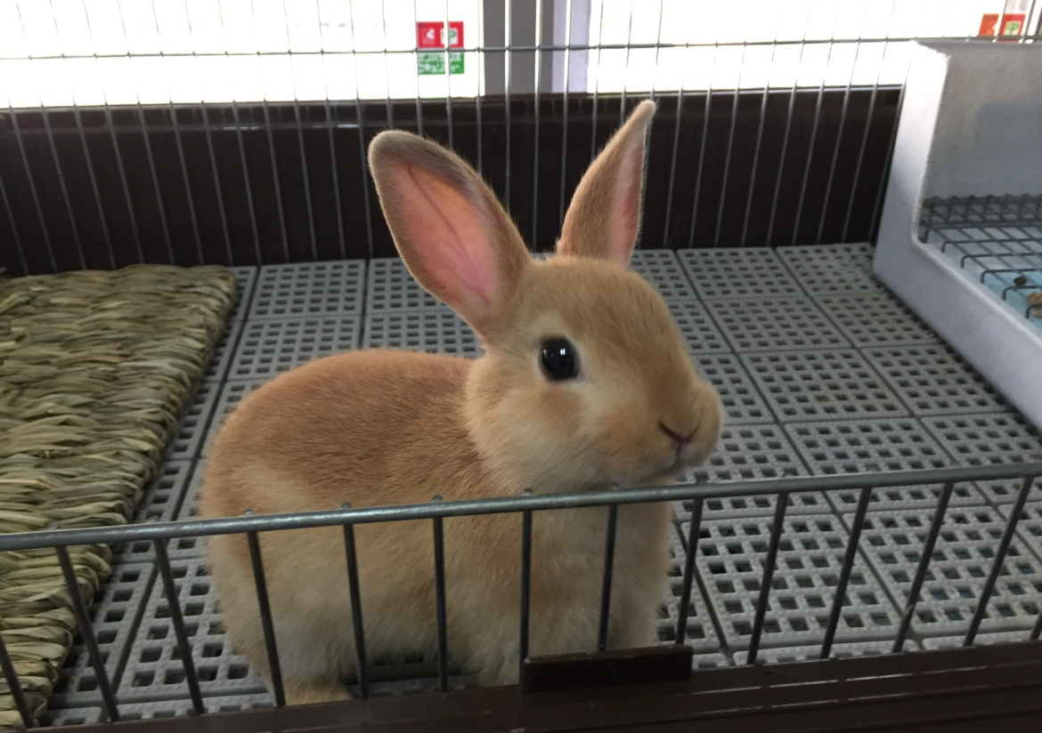 フワァとあくびするウサギの足が消えた 加工なしの不思議な写真が話題に そんな技を身につけるとは オーブが映ってる まいどなニュース