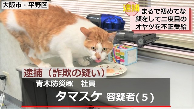 ネコ課長のお仕事 顔スリスリに 激務だ パワハラ ブラック企業説も 管理職は大変ニャ まいどなニュース