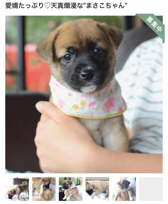 犬がムニャムニャと話しかけていた相手は 手をあげてる お い こっち来て遊ぼうぜ まいどなニュース 犬がムニャムニャと話しかけていた相手は 手をあげてる お い こっち来て遊ぼうぜ まいどなニュース