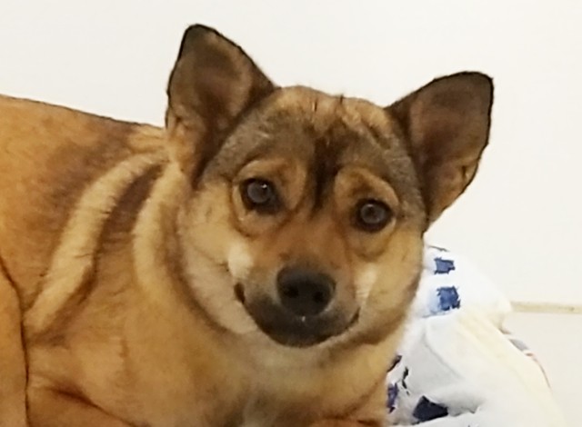 引っ込み思案で困り顔が かわいい と人気の保護犬 本当に困るのは 散歩の際のある習性だった まいどなニュース