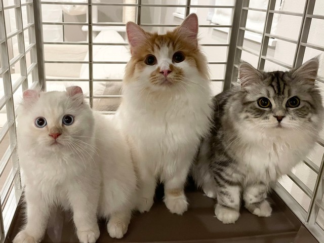 えっ だめニャの 聞いてニャイよ キッチンのシンクに入り毎回注意される猫が話題に まいどなニュース