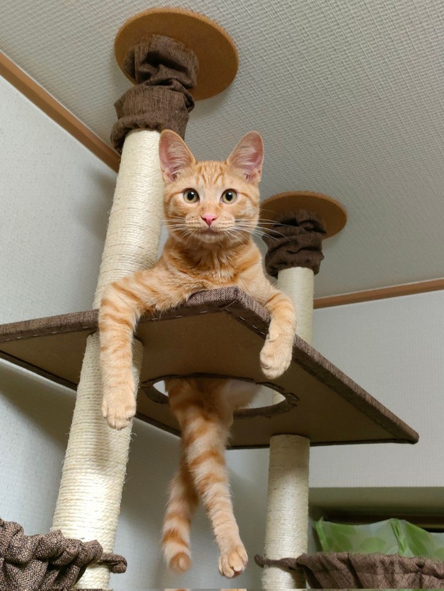 年間ランキング6年連続受賞】 猫のモデルのための画像です♥️ - 絵画/タペストリ - cft-hammamet.com 年間ランキング6年連続受賞】 猫のモデルのための画像です♥️ - 絵画/タペストリ - cft-hammamet.com