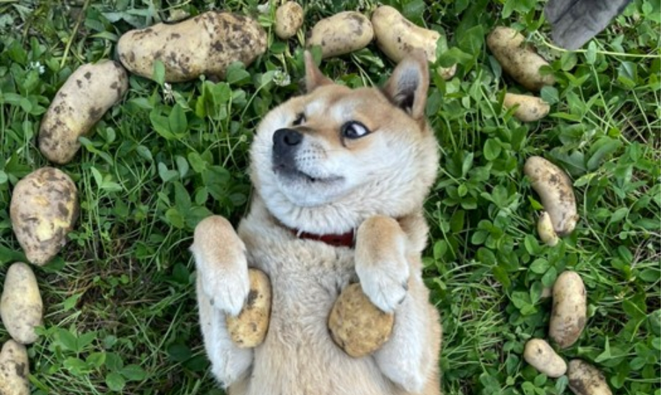 びっくり顔でお目目パチクリ じゃがいもに囲まれる犬に爆笑 実は花農家を手伝う働き者でした まいどなニュース