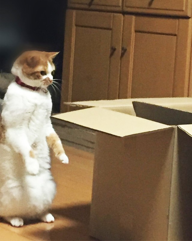 なぜその体勢で寝る まさかの格好で寝落ちした猫にツッコミの声が殺到 股間が 横に一升瓶置きたいｗ まいどなニュース