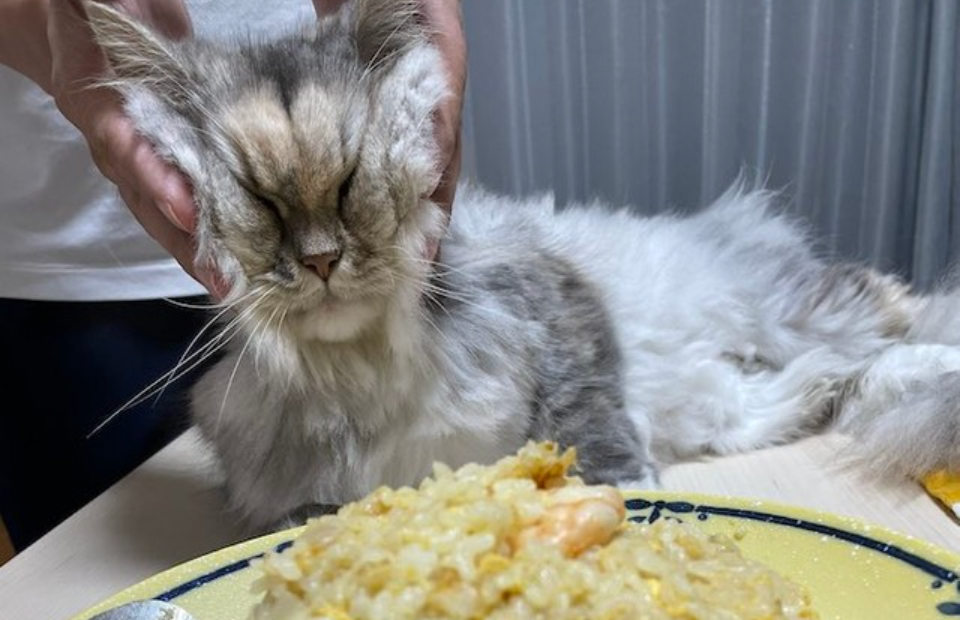 切りづらいから！」人気のねこケーキをガン見する猫さん「u2026母さん 