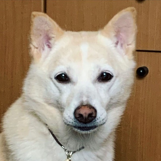 譲渡サイトで見つけた目元の優しい犬 控えめな子だったが 子猫を迎えたら活発になって笑顔が増えた まいどなニュース 譲渡サイトで見つけた目元の優しい犬 控えめな子だったが 子猫を迎えたら活発になって笑顔が増えた まいどなニュース