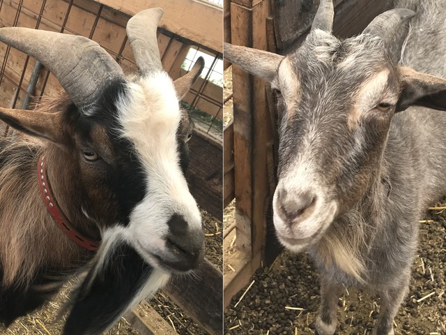 ヤギを飼ってみませんか 近年再び注目 人懐っこく好奇心旺盛 そしてカワイイ まいどなニュース