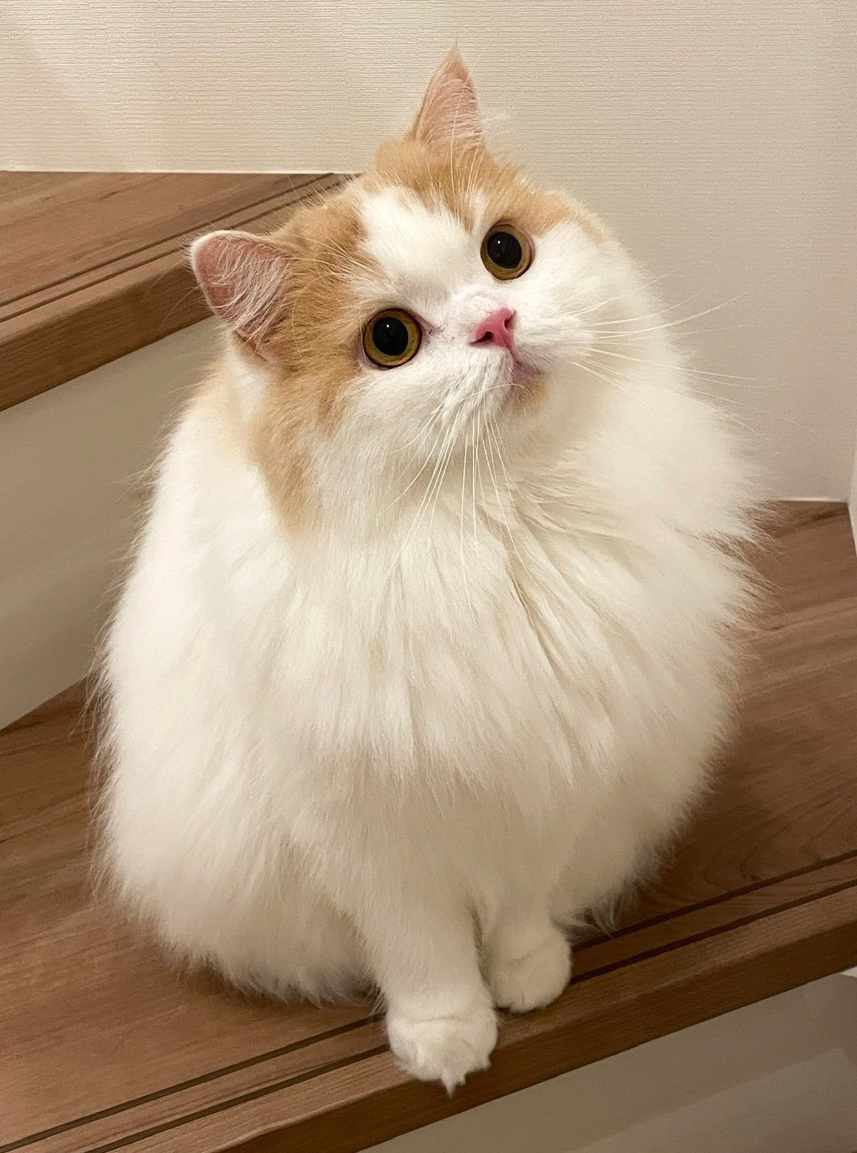 猫さんの水飲み動画に爆笑 コツは無になること 猫仙人 べっかんこーの神様 まいどなニュース