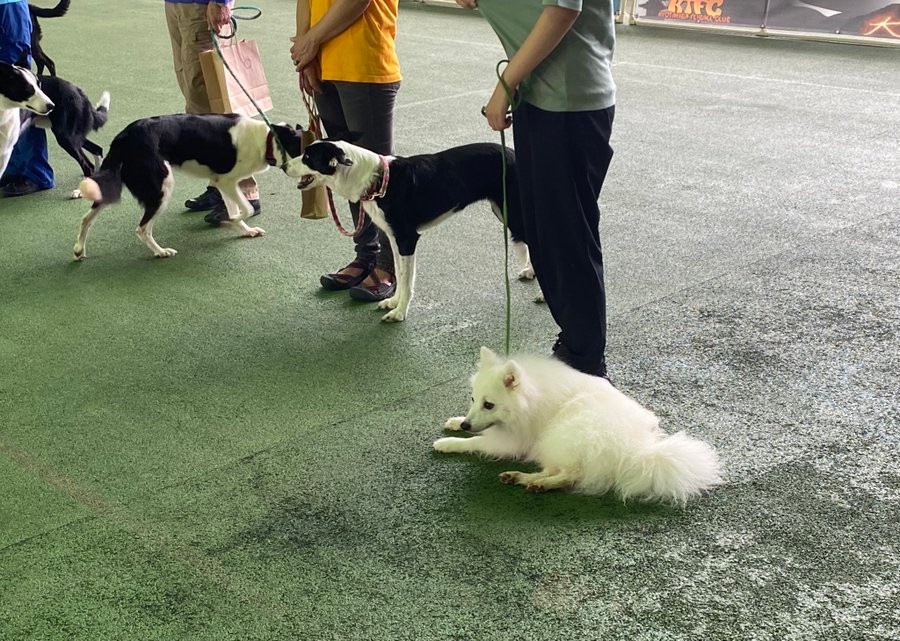 スマホの画面を見せると 次々にポーズをキメる犬さんの動画に 天才わんこ 実はドッグダンスの選手でした まいどなニュース