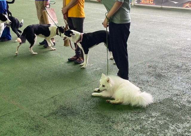 スマホの画面を見せると 次々にポーズをキメる犬さんの動画に 天才わんこ 実はドッグダンスの選手でした まいどなニュース