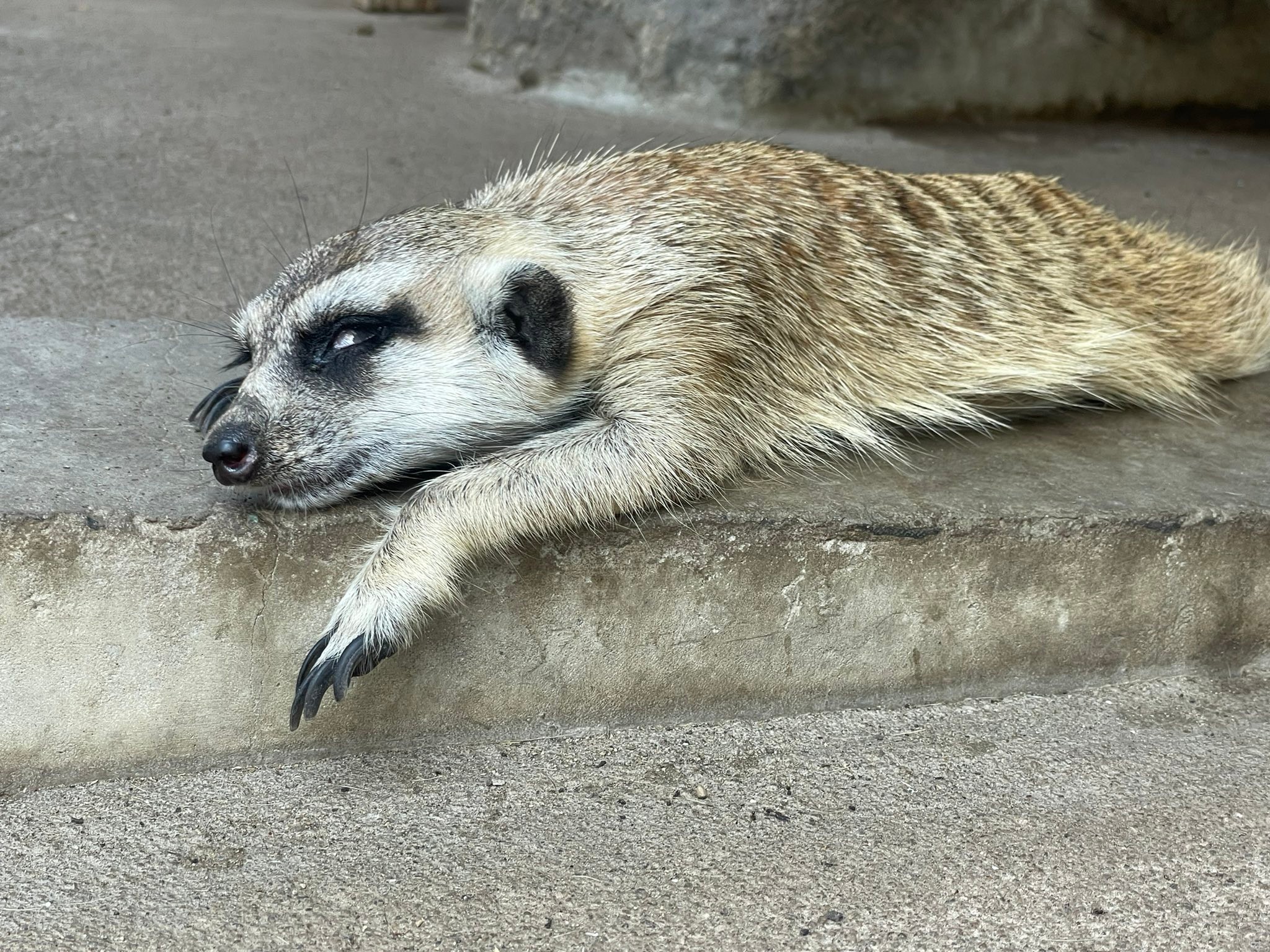 白目にもなるよね 暑すぎて目を剥くミーアキャットに同情の声 心配で思わず揺さぶりたくなる 汗 まいどなニュース