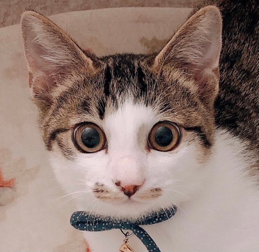 猫避けシートの意味なし 衝撃の光景に猫飼いさんの共感が殺到 もはや刺激が気持ちいいにゃ まいどなニュース