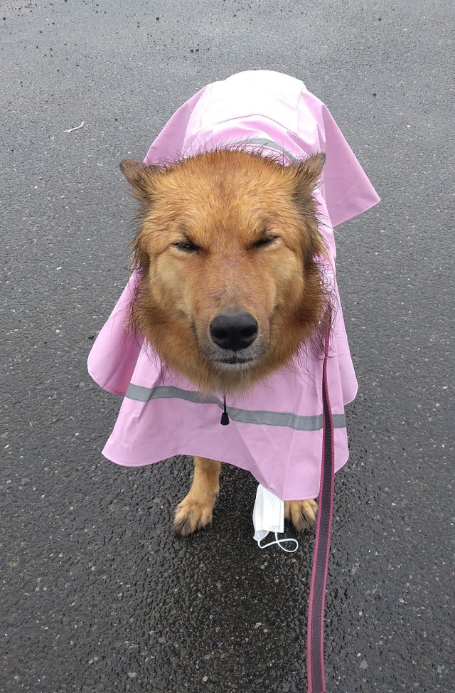 大雨のなかの散歩 犬 飼い主信じられない と 目がゴルゴ 実際は 雨散歩が大好きなんです まいどなニュース 大雨のなかの散歩 犬 飼い主信じられない と 目がゴルゴ 実際は 雨散歩が大好きなんです まいどなニュース