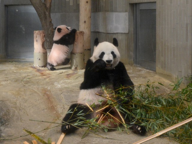 將從12月19日起公開亮相的香香(後方)與母親真真(由東京動物園協會