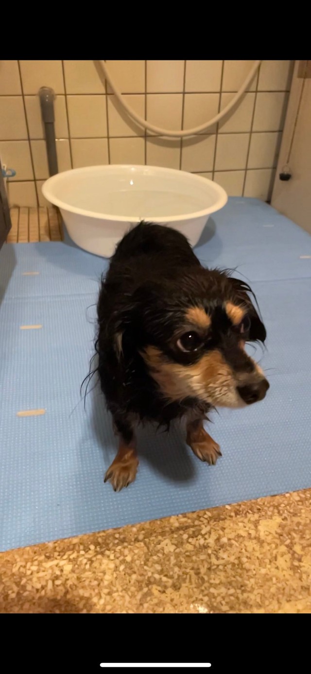 おふろ と おやつ でこんなに違う 都合のいい言葉にだけ反応する犬に わかる と共感の嵐 おや でもう反応してる 笑 まいどなニュース