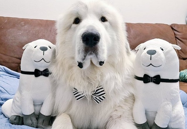 リアル ボンド Spy Family で人気の犬 ピレニーズ 安易に飼うのはダメ 飼い主が伝えたいこと まいどなニュース リアル ボンド Spy Family で人気の犬 ピレニーズ 安易に飼うのはダメ 飼い主が伝えたいこと まいどなニュース