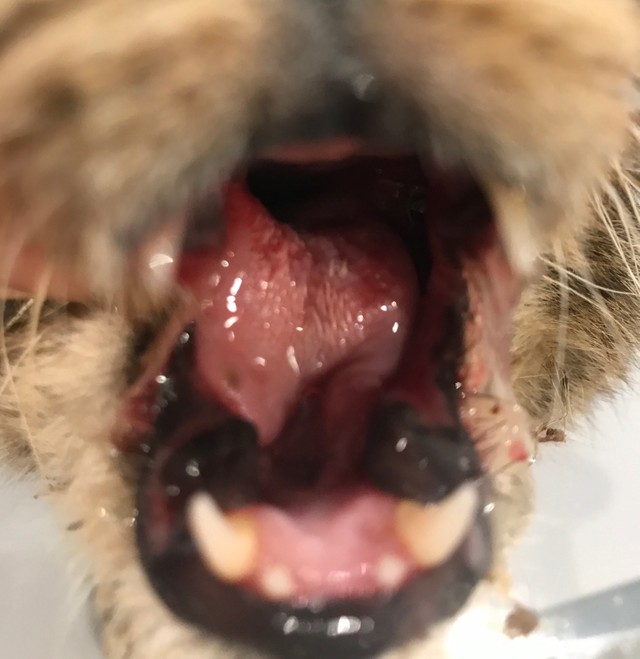 猫の口内炎
