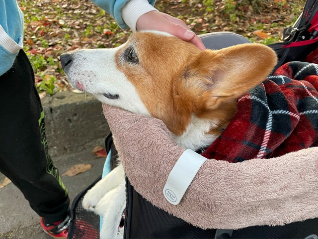 よし イケる 大胆不敵に犬の耳をかじるインコ その陽気さで老犬介護の静かな日々を明るく変える まいどなニュース