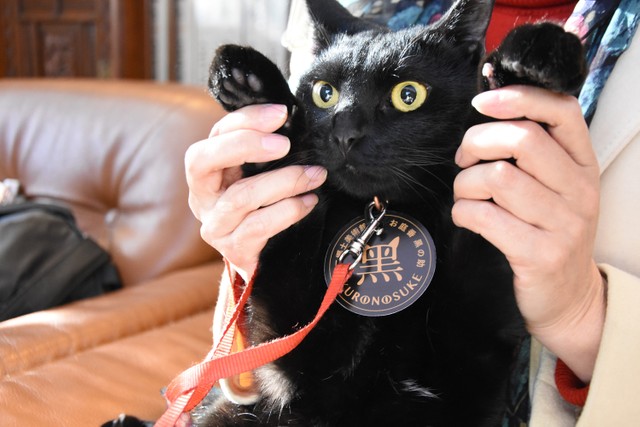 岡山の百貨店も猫に注目 全フロアに猫アイテム用意 ねこねこ食パン出店も まいどなニュース