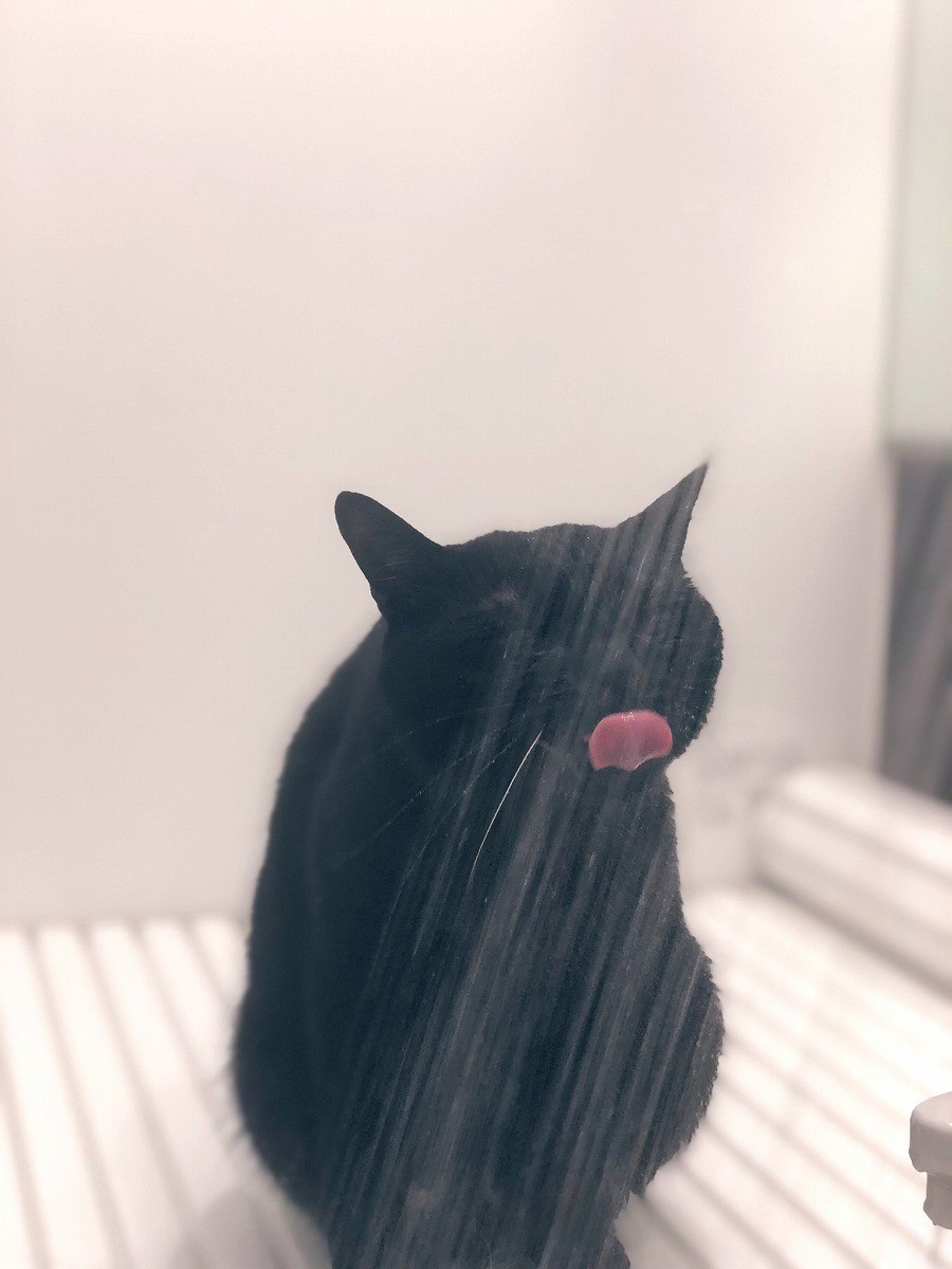 シャワーノ オユノムノスキー1世 参上ニャ シャワーのお湯を飲むのが好きな黒猫さんに大反響 まいどなニュース