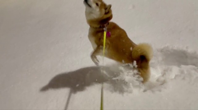 柴犬が 大雪警報 に大はしゃぎ 降る雪にジャンプ やった 食べ放題やで まいどなニュース