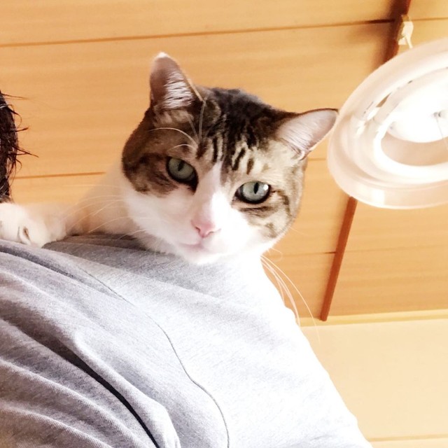 冬の駐車場で凍えていた子猫 先住猫から穏やかで優しい愛情をたっぷり注がれ 最期までそばを離れず まいどなニュース
