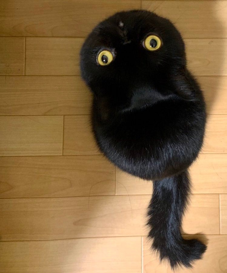 あれ 黒猫ポーチが動いたぞ 本物の猫ちゃんはどれ 仲間をペロペロ毛づくろい まいどなニュース