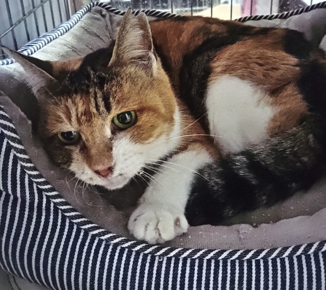 飼い主が認知症で入院 家に置き去りになった猫を保護 乳がん末期で余命わずか ボランティア 最期を看取りたい まいどなニュース