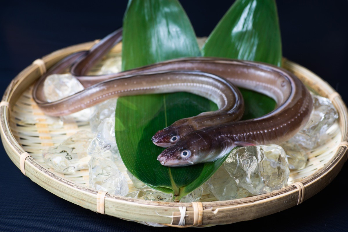 激レア 穴子のお刺身 って食べたことありますか 国境の島 対馬で 絶品の穴子フルコースを味わう まいどなニュース