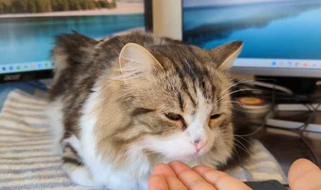 お手の練習をしていたら まさかの猫の行動に14万人が悶絶 可愛すぎてキュン死 人々に平和をもたらす光景っ まいどなニュース お手の練習をしていたら まさかの猫の行動に14万人が悶絶 可愛すぎてキュン死 人々に平和をもたらす光景っ まいどなニュース