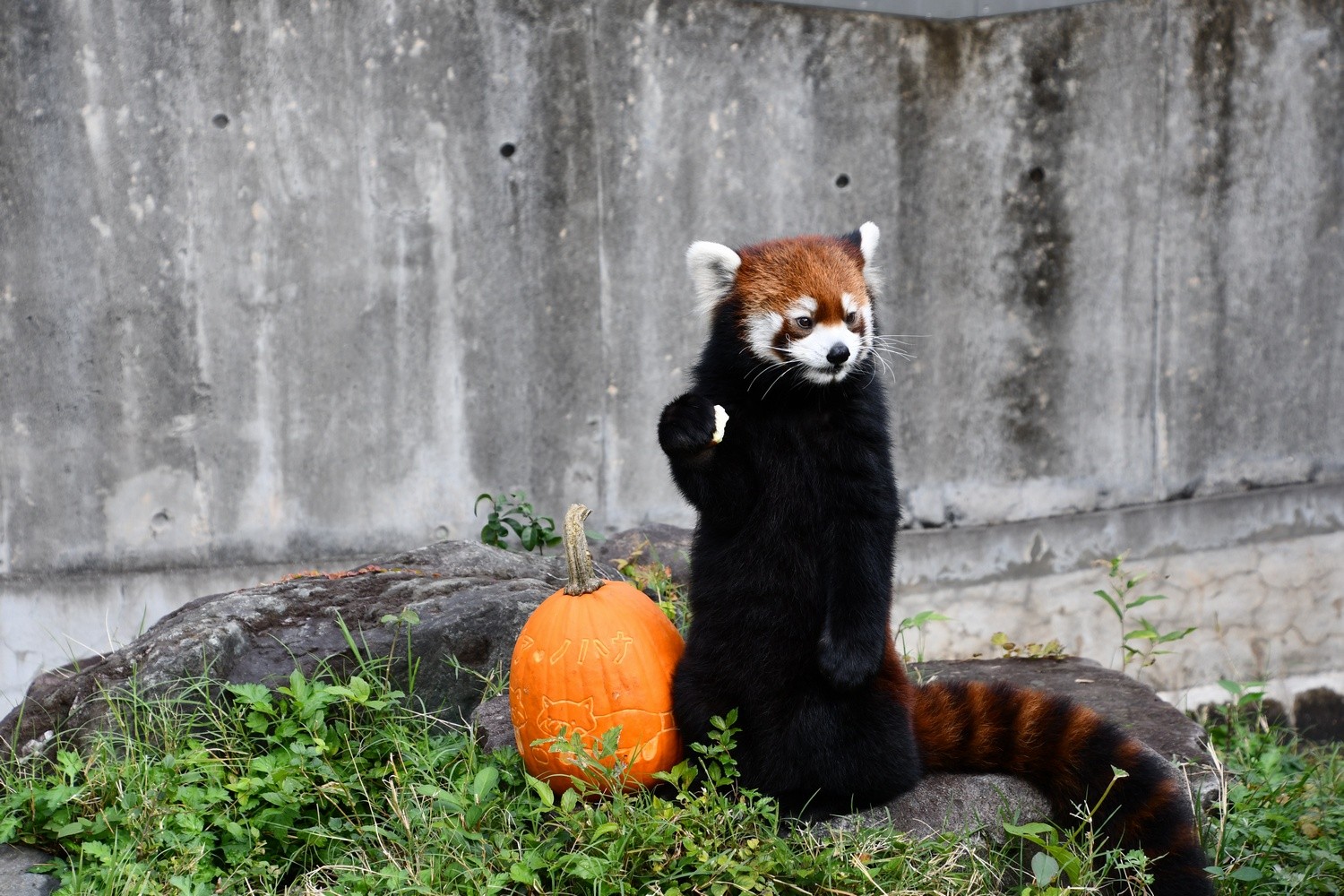 え 人間入ってる 荒ぶるレッサーパンダにネット騒然 ハロウィーンのカボチャに猛烈ラッシュ 結局カワイイw まいどなニュース