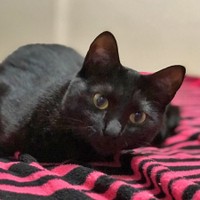 コロナ禍で里親が探せないu2026保護猫、保護犬のピンチをオンライン譲渡会 