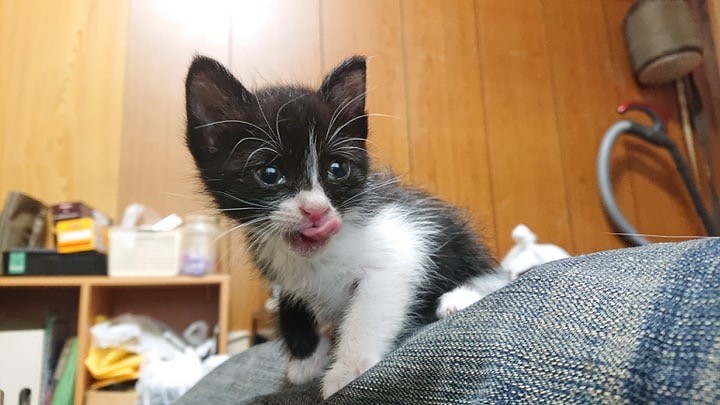 母猫に育児放棄された赤ちゃん猫 最初は先住猫にシャーッと威嚇するも 超甘えん坊さんに成長 まいどなニュース