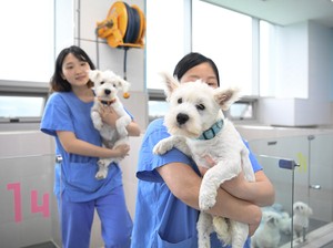 死んだペットが10万ドルでよみがえる（文字どおり）　クローン犬誕生の現場に立ち会った【動画あり】